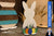 Easter Bunny Set (3 Sizes)